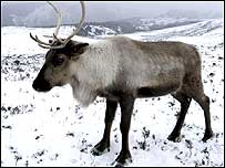 Cairngorm reindeer Photo courtesy of Cairngorms NP