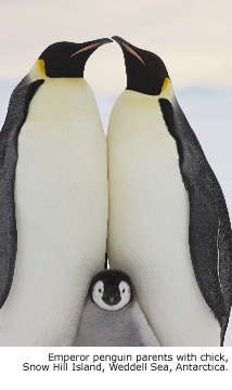 Emperor penguins