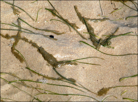 Eel grass on the beach