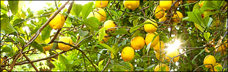 Lemon tree