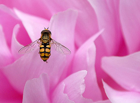 Wasp on flower