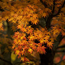 Acer palmatum 'Osakazuki'