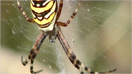 Wasp spider