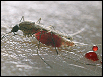 Mosquito da malária
