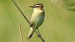 Sedge warbler. Photo: Paul Meldrew