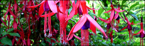 Fuchsia Tom Thumb