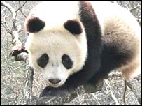 پاندا