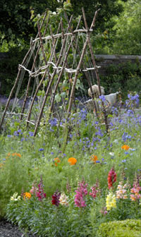 The Wordsworth House Garden
