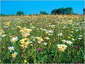 Cricklade c/o c/o English Nature