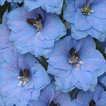 Delphinium