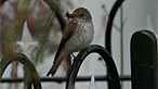 Spotted flycatcher. Photo: David Merrett