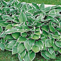 Hosta Francee