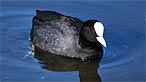 Coot. Photo: Ian Keattch