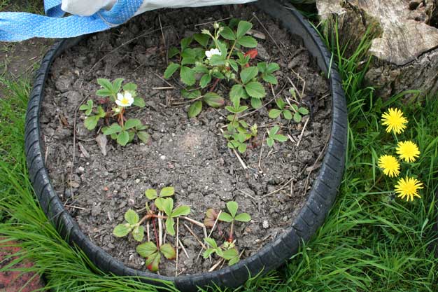Strawberry plants