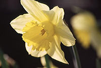 Daffodil