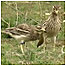 Stone Curlew