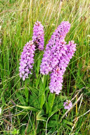 summer orchids, Bayble