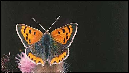 Small Copper Butterfly c/o Natural England and Peter Wakely