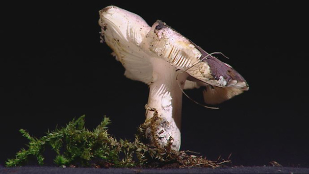 Brittlegill, a Russula