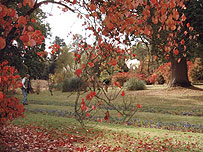 Scene from Sheffield Park