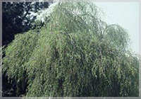 Betula pendula youngii