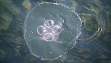 Moon Jellyfish. Photo: Martin Aaron