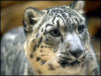 برفانی چیتا