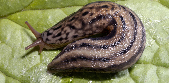 A leopard slug 