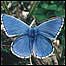 Adonis Blue c/o English Nature