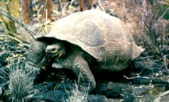 Land tortoise