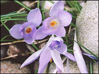 Butterfly by Chris Butcher 