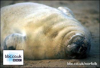 Seal at Winterton by David Brice