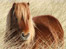A wild pony
