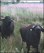 Water buffaloes