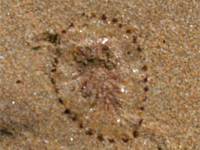 jellyfish2.jpg