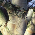 Betula utilis 'Silver Shadow', Himalayan Birch
