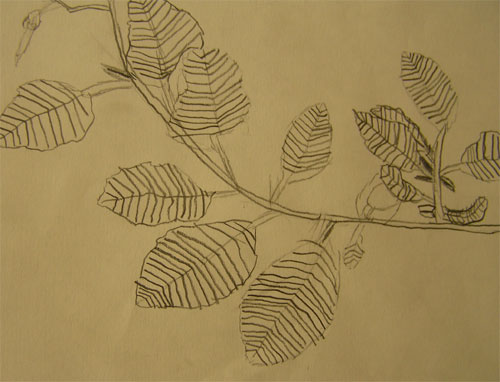 Drawing of a Leaf