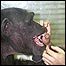 Tetsuro Matsuzawa e os chimpanzés Ai e Ayuma (Foto: do pesquisador)
