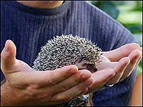 Hedgehog in hand
