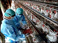 مہاراشٹر کے نوا پور اور دیگر پولٹری فارمز میں مرغیوں کے مارنے کا کام تیزی سے جاری ہے۔ 