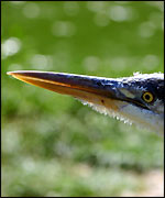 Heron