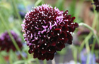 Planting trends (image: Scabiosa 'Black Cat')