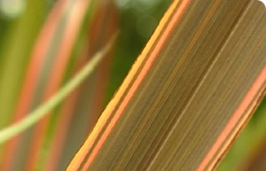 Phormium 'Firebird'