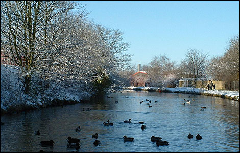 Ducks in the Leeds Liverpool canal in winter.