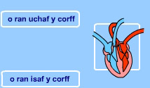 esgyrn ac organau