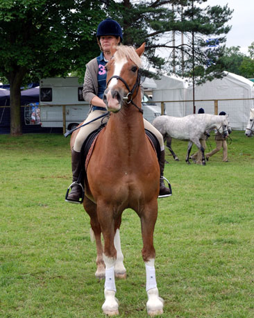 Lyn is a groom working at a hunt stables which owns this Section D Welsh Cob, Hendal Hallmark. Lyn says she last rode here at the Royal Highland Show more than 20 years ago.