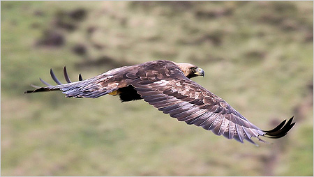 Golden Eagle c/o Iain Erskine