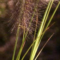 Pennisetum alopecuroides 'Red Head'