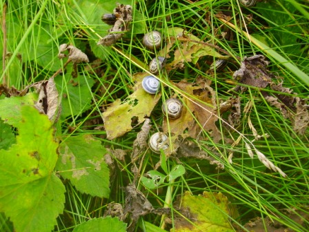 tiny snails at cnip machair 