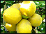 Lemons